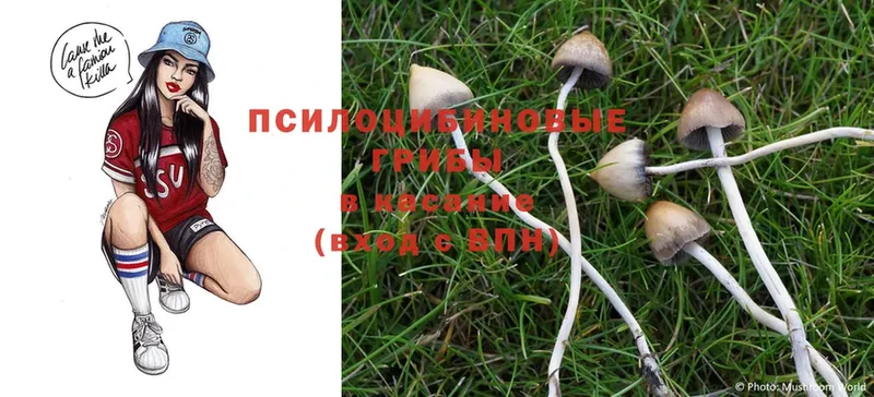 Псилоцибиновые грибы Psilocybe  darknet какой сайт  Лодейное Поле 